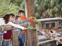 Multi-ethnic group of children at zoo feeding giraffe.  Focus on giraffe and the two children in foreground (mixed race, Caucasian and African American, 10-11 years).