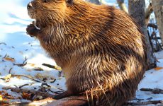 North American Beaver in Tahoe eating wood in the snow. His dam was partially tore down. This maybe why he needed to find food in the day time on land in winter. Shot with Canon T3i with high color saturation.