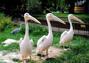 London Zoo 22