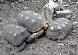 Parken Zoo 11