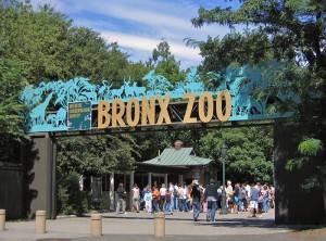 Zoo i New York 1