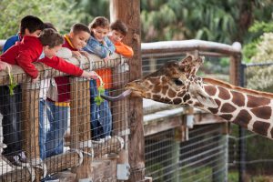 Multi-ethnic group of children (7 to 11 years) at zoo. Focus on giraffe and boy in foreground feeding giraffe.